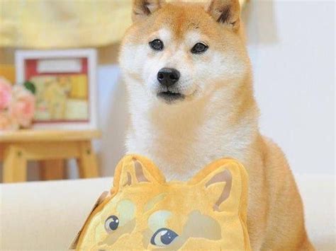 30 Craziest Doge Dog Breed Facts | Always Pets