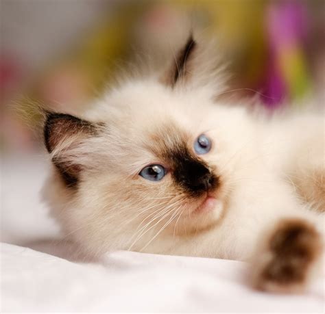 230 Ragdoll Cat Names - Great Ideas For Naming Your Ragdoll Kitten