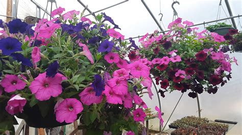 Wave Petunia Hanging Basket 10″ – Growing Gardens