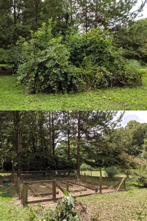 My dad and I cleared out an overgrown garden today. Here's the before and after. : r/oddlysatisfying