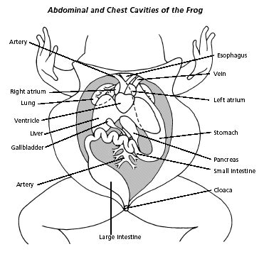 Frog Dissection - BIOLOGY JUNCTION