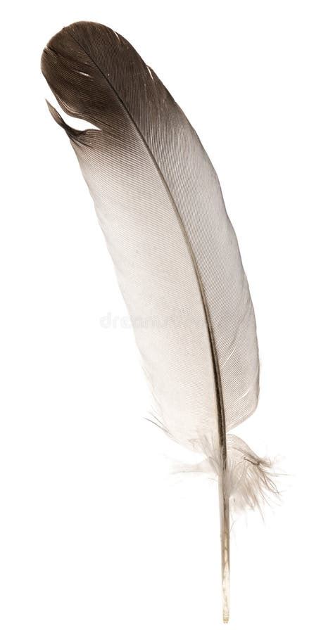 Natural Bird Feathers Isolated on a White Background. Pigeon and Goose ...