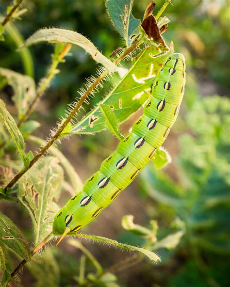 Hummingbird Moth Caterpillar Photograph by Bill Pevlor