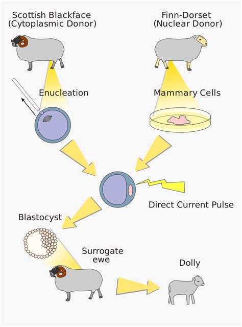 Animal Genetic Modification Process, HD Png Download - kindpng