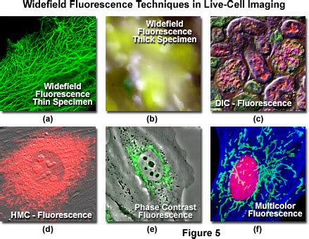 ZEISS Microscopy Online Campus | Live-Cell Imaging | Microscopy Techniques