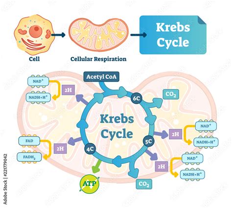 Krebs cycle vector illustration. Citric tricarboxylic acid labeled ...