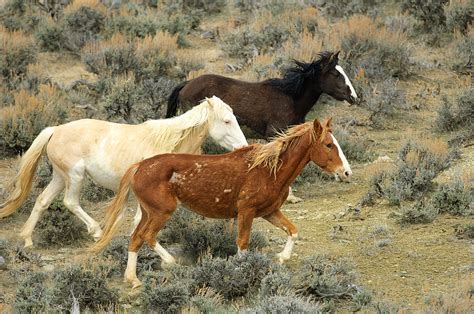 How to View Western Colorado's Wild Horses