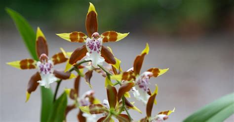 ¿Cuándo va a ser la Exposición de Orquídeas del Jardín Botánico ...