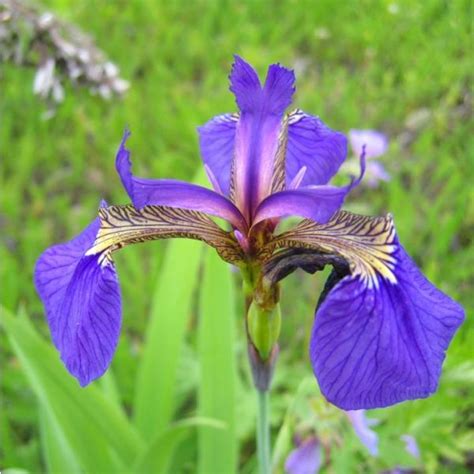 Iris Setosa Seeds