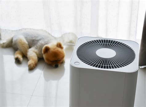 The 10 Best Pet Air Purifiers to Breathe Easy in 2022 - PetMag