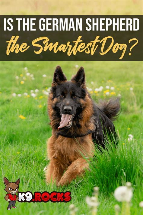 Is German Shepherd the Smartest Dog? - K9 Rocks