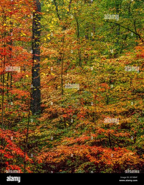 Autumn Colors, Pisgah National Forest, North Carolina Stock Photo - Alamy