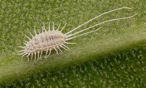 Mealybugs: A nuisance to plants – Blogs to keep termites and insects away from plastics