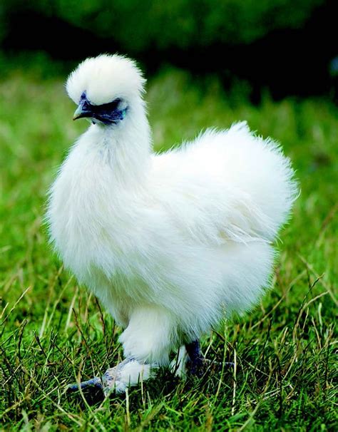 The Top 10 Chicken Breeds for Kids | Chickens backyard, Rare chicken breeds, Best egg laying ...