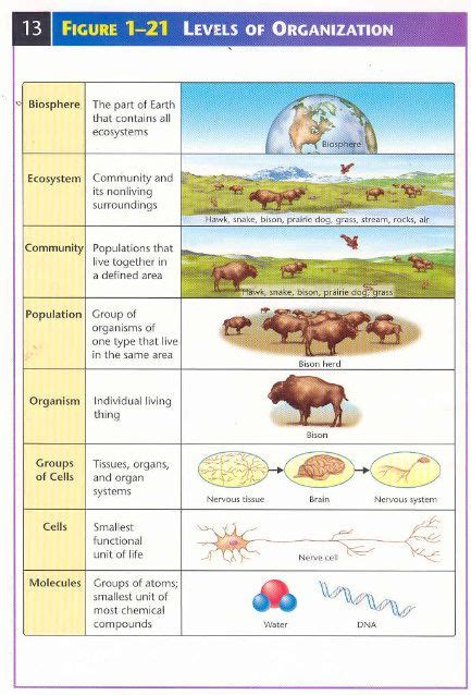 Levels of Biological/Ecological Organization | Teaching biology, Levels ...