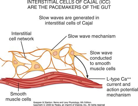 The Gastric Phase of the Integrated Response to a Meal - Berne and Levy ...