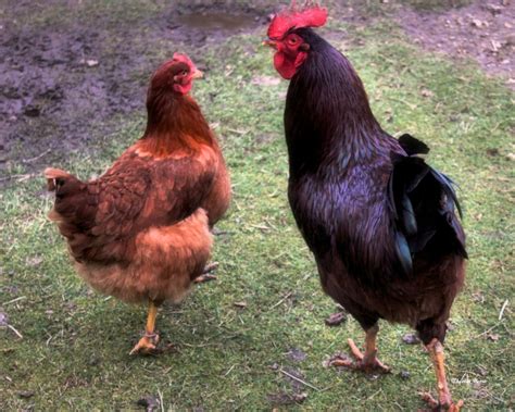 Rhode Island Red Hen Rooster | Keeping Chickens | Pinterest | Rhode island red and Chicken breeds