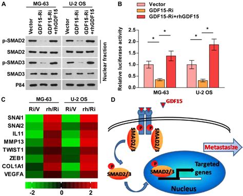 GDF15 promotes osteosarcoma cell migration and invasion by regulating the TGF‑β signaling pathway