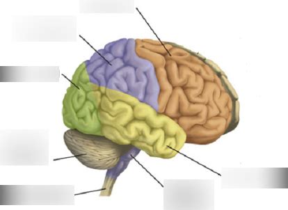 Diagram: encéphale | Quizlet