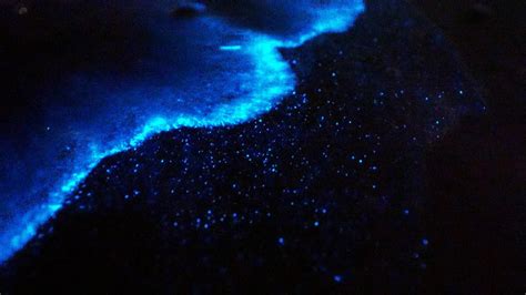 Bioluminescence: Noctiluca scintillans - Nature 4K - YouTube