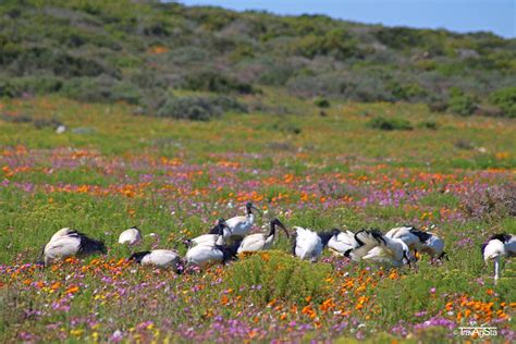 West Coast National Park und Paternoster – Ein Tagesausflug zu den Wild ...