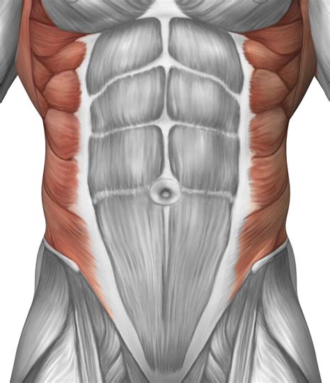 Male muscle anatomy of the abdominal wall Poster Print - Walmart.com - Walmart.com