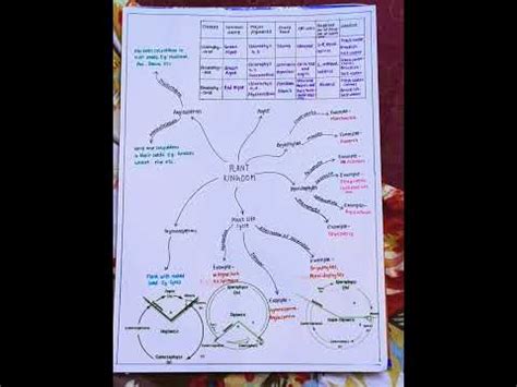 BIOLOGY MIND MAP FOR NEET PREPARATION|| PLANT KINGDOM MIND MAP #neet #shorts #viral #biology ...