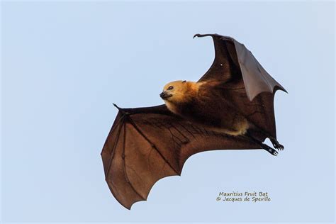 Mauritius must end unjustified mass cull of Megabats Flying-foxes Fruit bats | BatsRule!