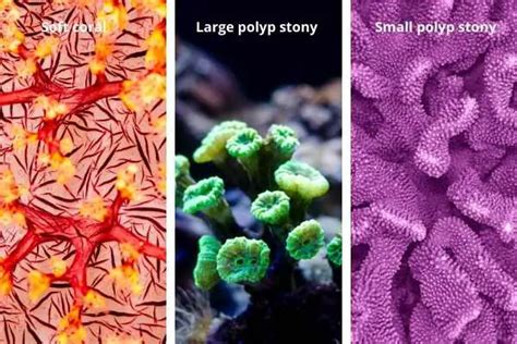 Soft Corals: How to care for the most popular soft coral types