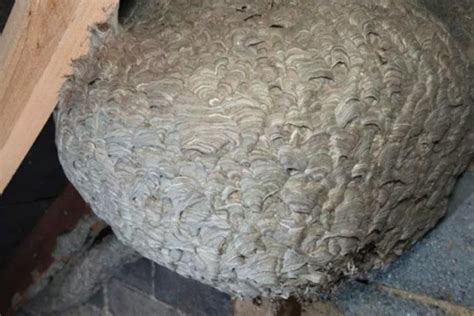 Wasp nest found in attic - Boing Boing