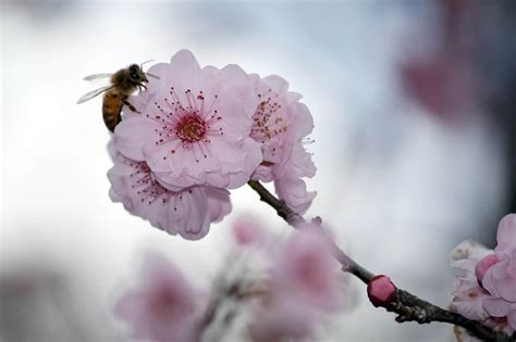 Sakura Flower Meaning, Symbolism and Colours - MORFLORA