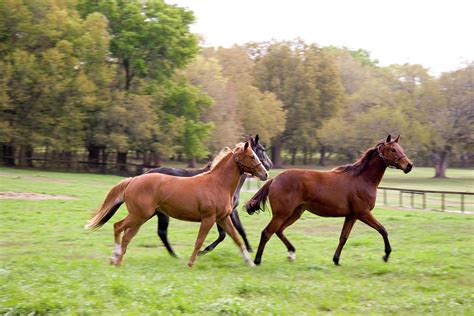 Three Horses Running On A Field At A Photograph by Juliejj