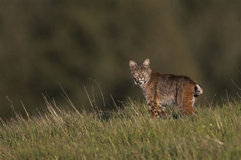 Supporting Bobcat Conservation - The Tiniest Tiger