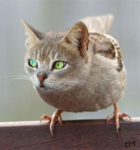 68 Unusual Cat And Bird Hybrids Bred In Photoshop (Add Yours) | Animal mashups, Photoshopped ...