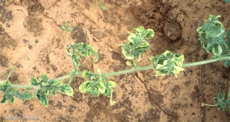 Squash Leaf Curl Virus - Vegetable Resources Vegetable Resources