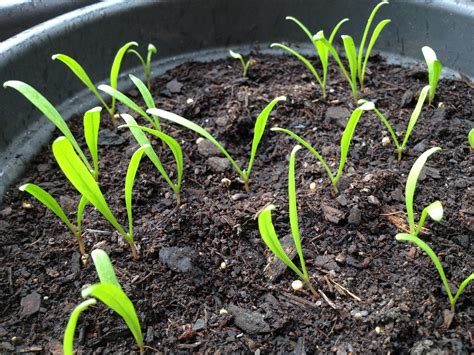 Baby spinach plant Idea | chocmales