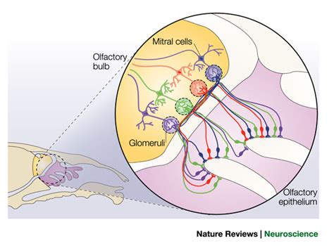 Olfactory receptor - Membrane ReceptorsMembrane Receptors