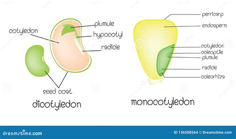 dicot seed diagram - JaydienJiyan