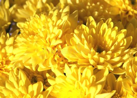 A Bouquet of Yellow Daisies Stock Image - Image of daisy, golden: 71011929