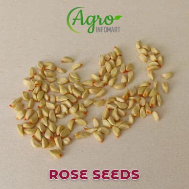 Rose seeds wholesalers, suppliers, retailers & exporters