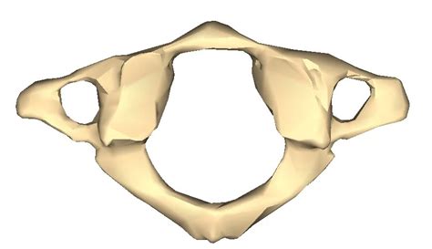 ¿Qué es el atlas? - Anatomía - Homo medicus