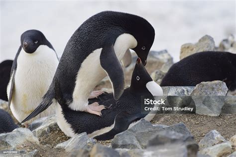 Mating Adelie Penguins Stock Photo - Download Image Now - Adelie Penguin, Animal, Animal ...