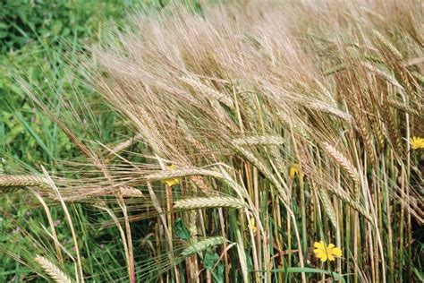 barley | Description, Nutrition, Uses, & Facts | Britannica