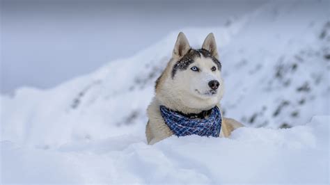 Siberian Husky in the snow wallpaper - backiee