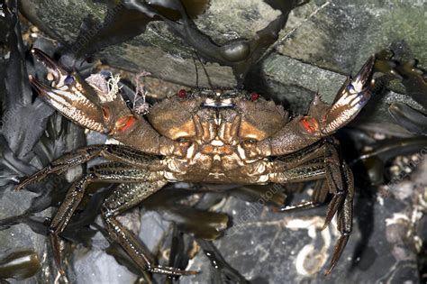 Velvet crab - Stock Image - Z220/0311 - Science Photo Library