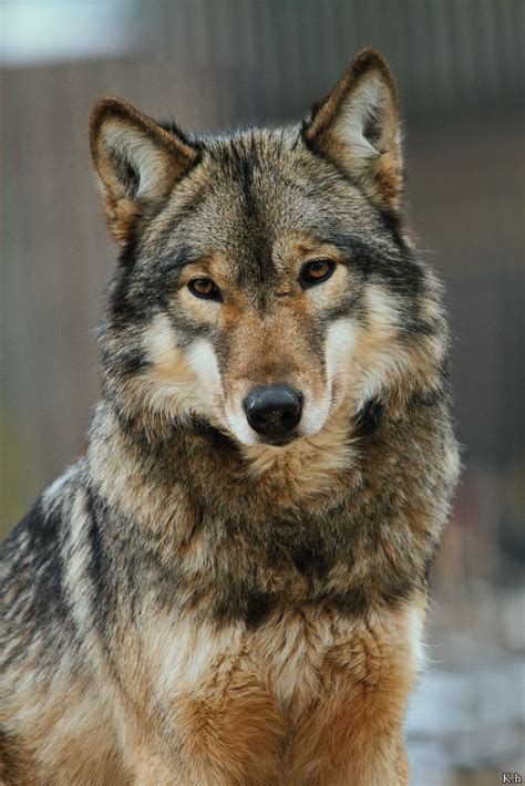 Eurasian wolf - Alchetron, The Free Social Encyclopedia