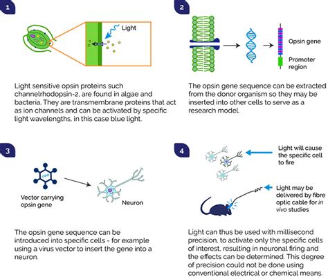 Optogenetics – Powerful Techniques of the Brain- Oxford Instruments