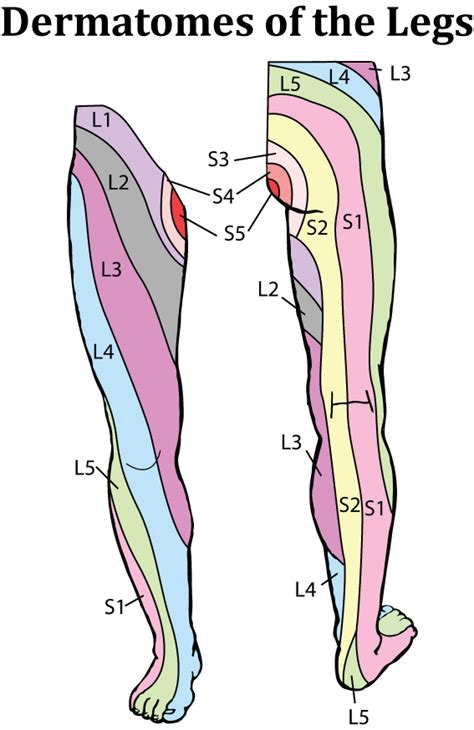 Dermatomes Feet Chart