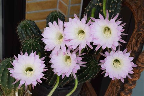 10 Different Night Blooming Cereus