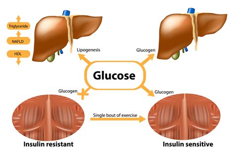 10 products supporting insulin sensitivity